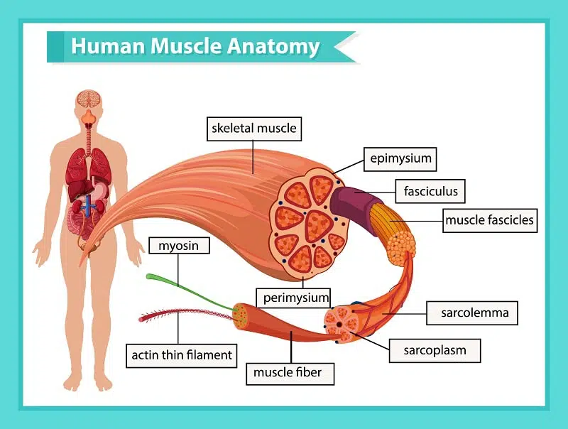 Muscle Fiber